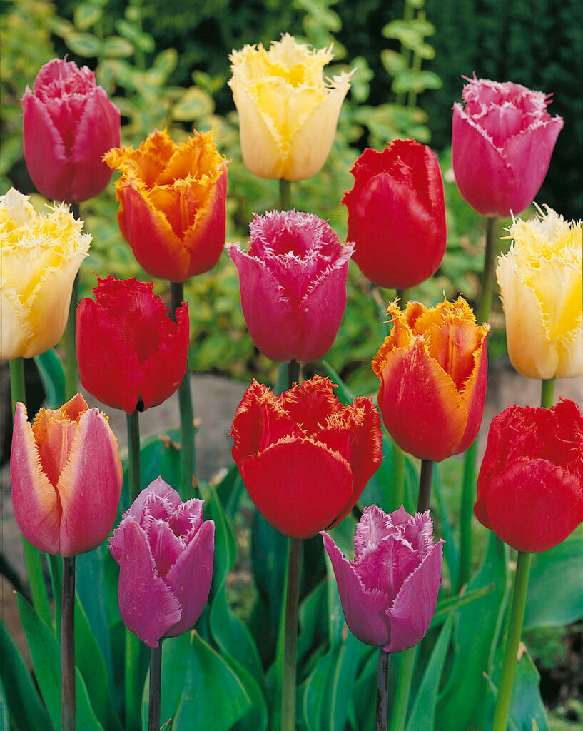 <i>Tulipa</i> Fringed Group (7)