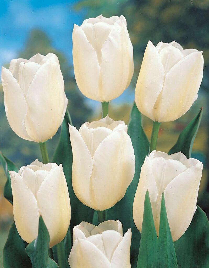 tulip 'Snowstar'