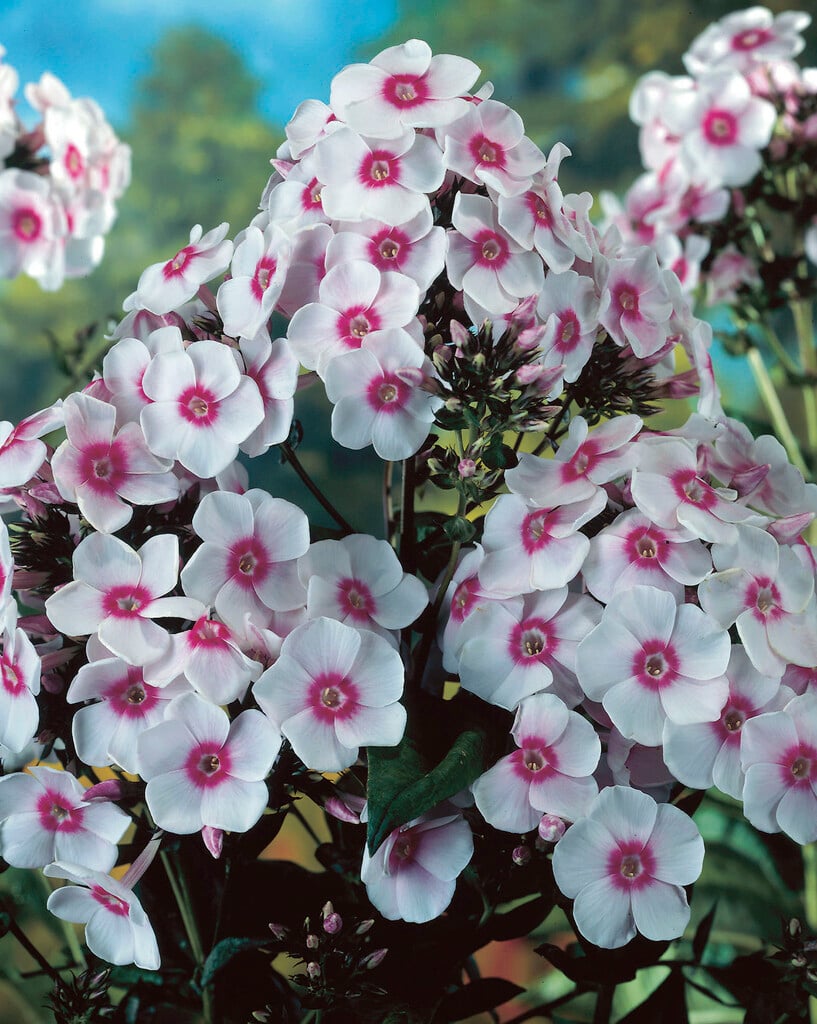 perennial phlox 'Europa'