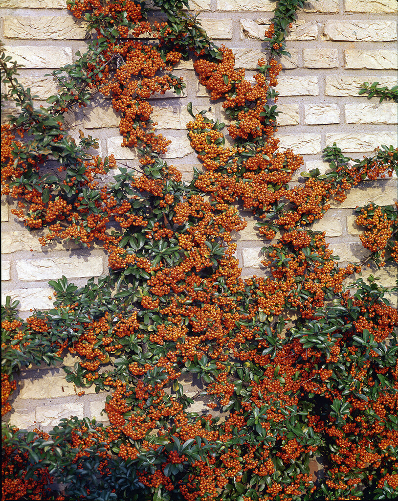 firethorn 'Orange Glow'