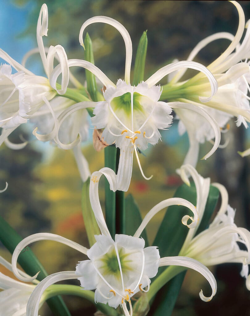 Peruvian daffodil