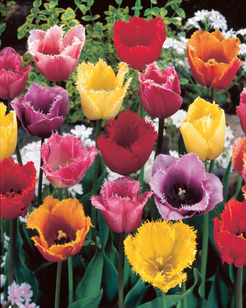 <i>Tulipa</i> Fringed Group (7)