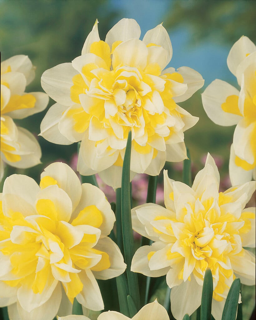 daffodil 'Irene Copeland'