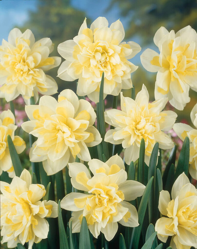 daffodil 'Irene Copeland'