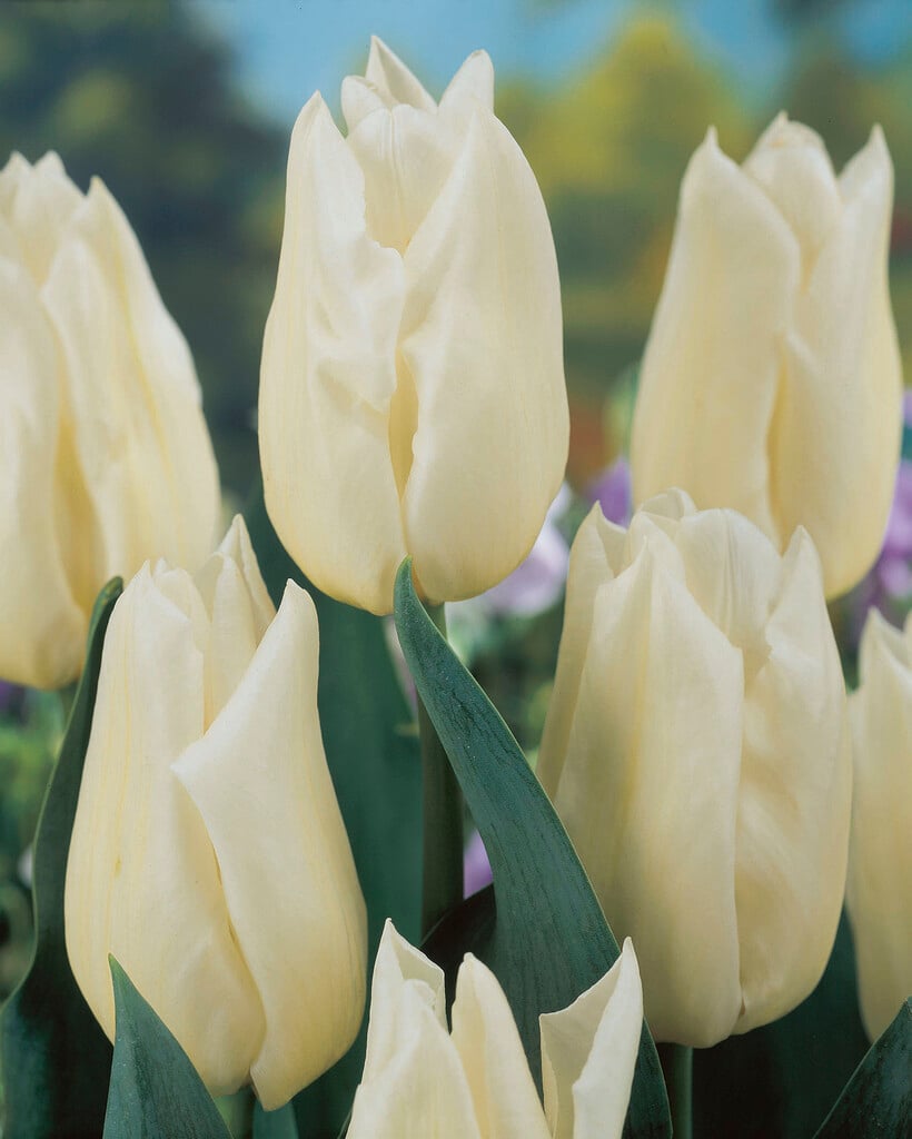 tulip 'Agrass White'