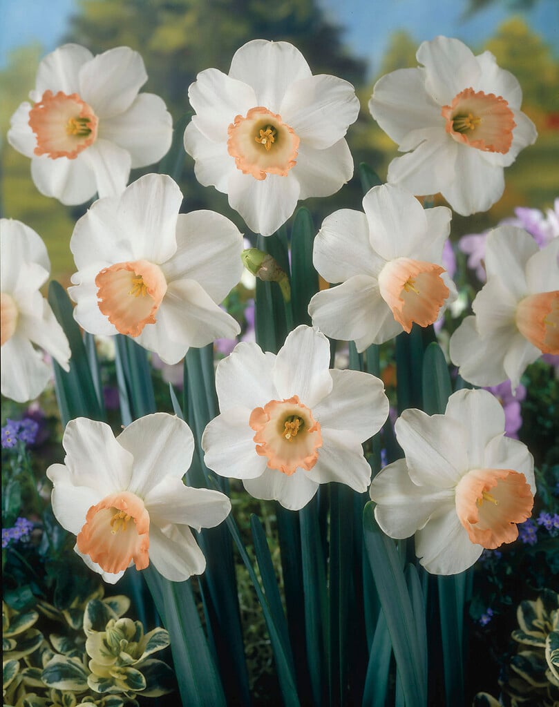 daffodil 'Pink Pride'