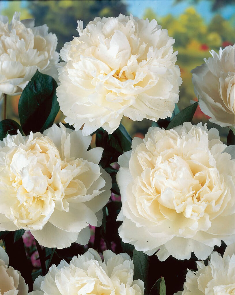 peony 'Bowl of Cream'