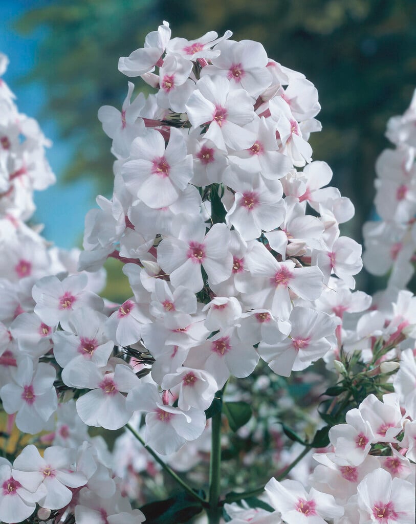 perennial phlox 'Miss Holland'