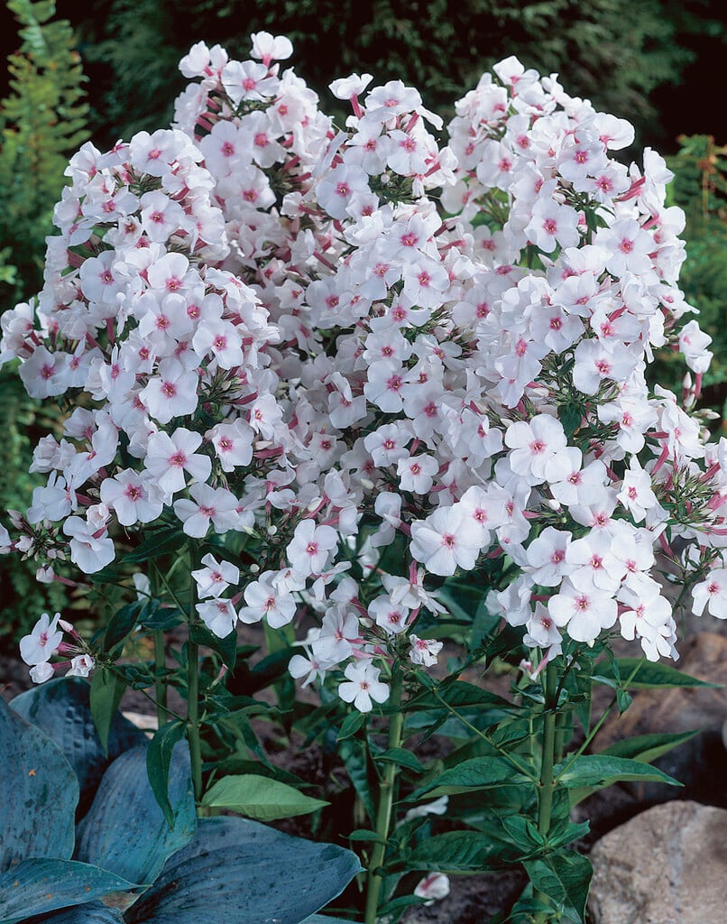 perennial phlox 'Miss Holland'