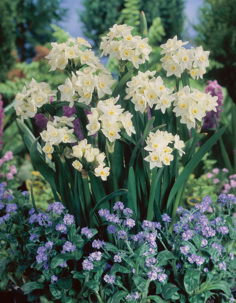 daffodil 'Scilly White'