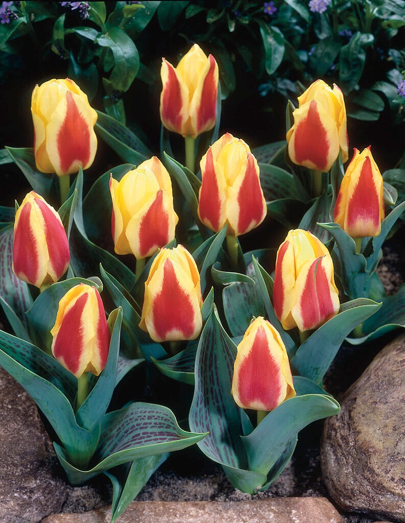tulip 'Marina'