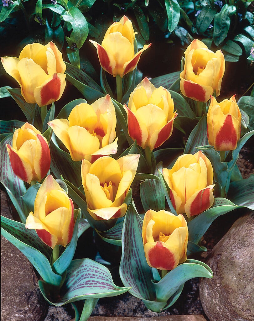 tulip 'Marina'