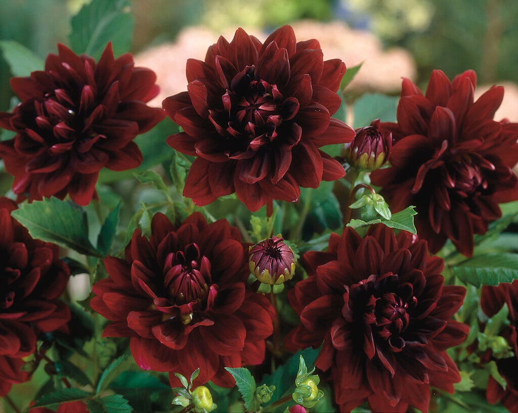 dahlia 'Sam Hopkins'
