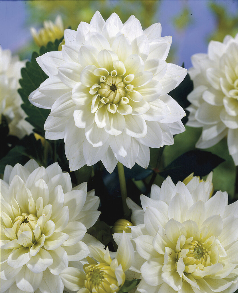 <i>Dahlia</i> 'Karma Maarten Zwaan' (WL)