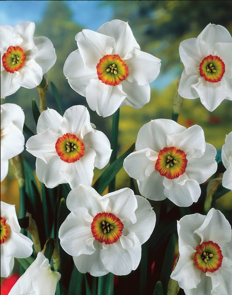 daffodil 'Felindre'