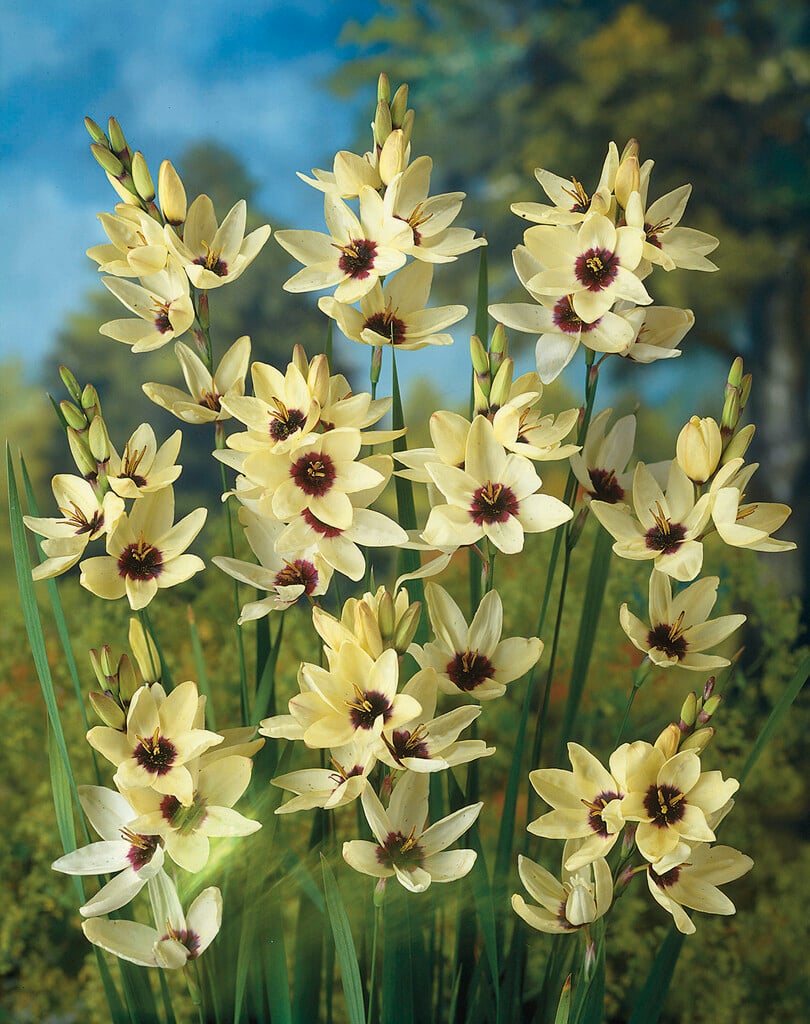 <i>Ixia</i> 'Hogarth'