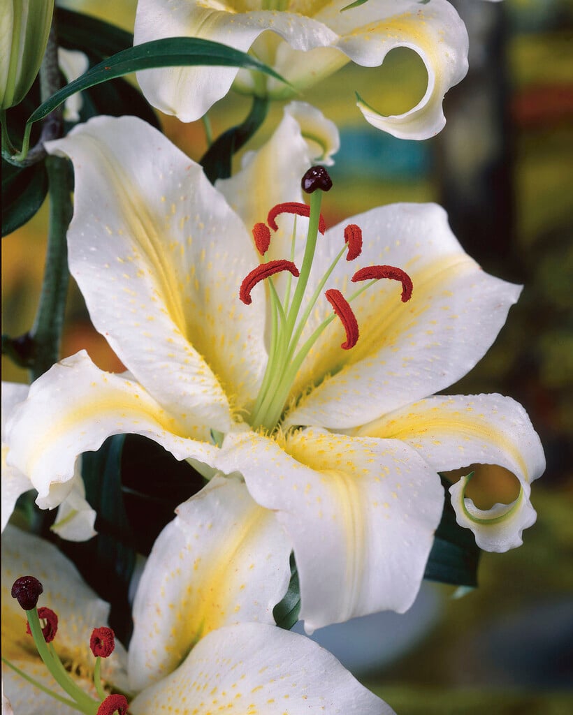 lily 'Aubade