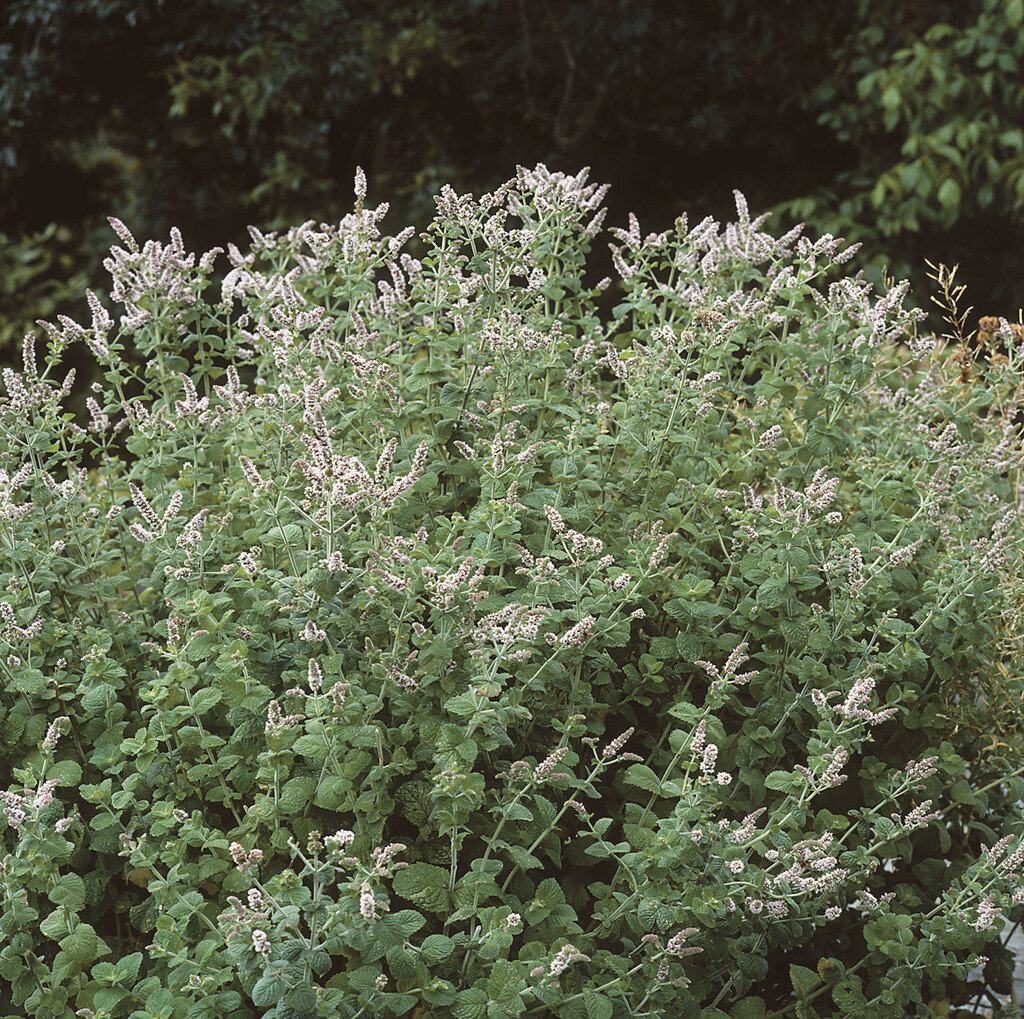 water mint