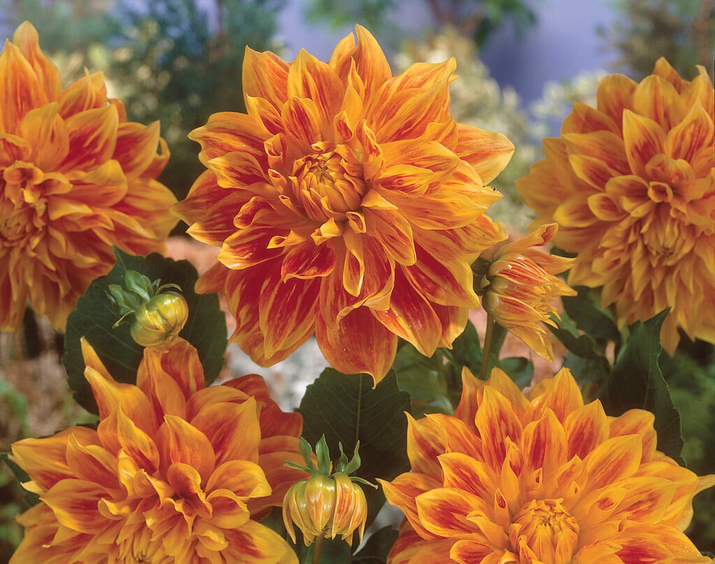 dahlia 'Explosion'