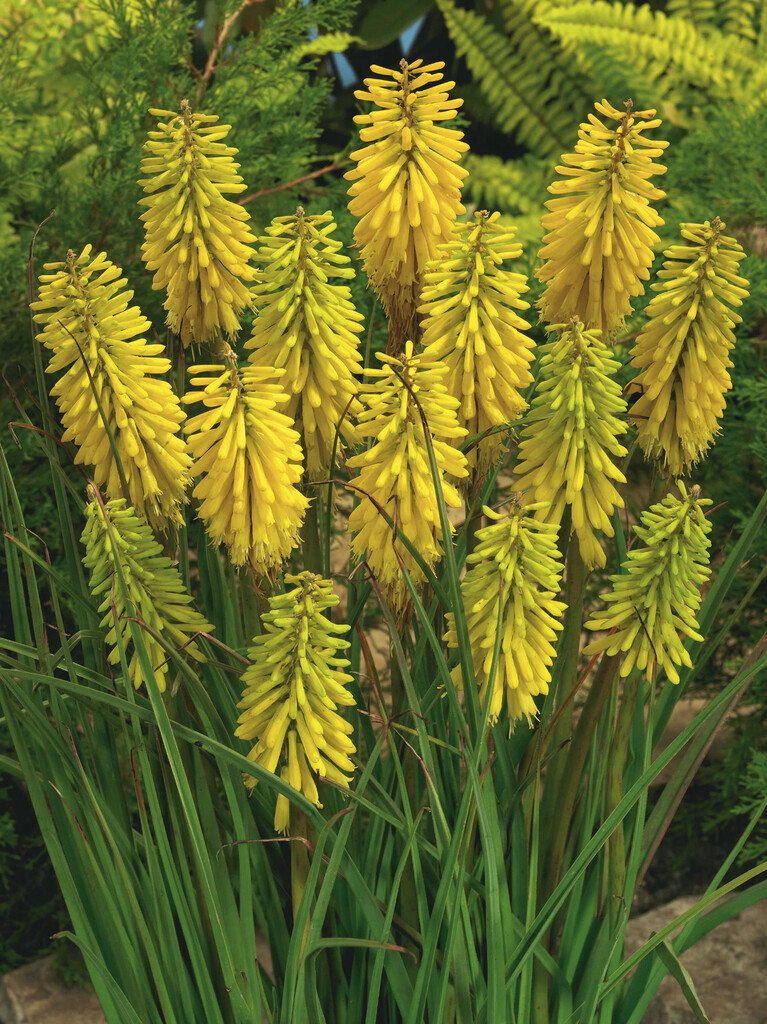 <i>Kniphofia</i> 'Bressingham Yellow'