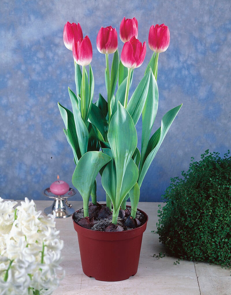 tulip 'Blenda'