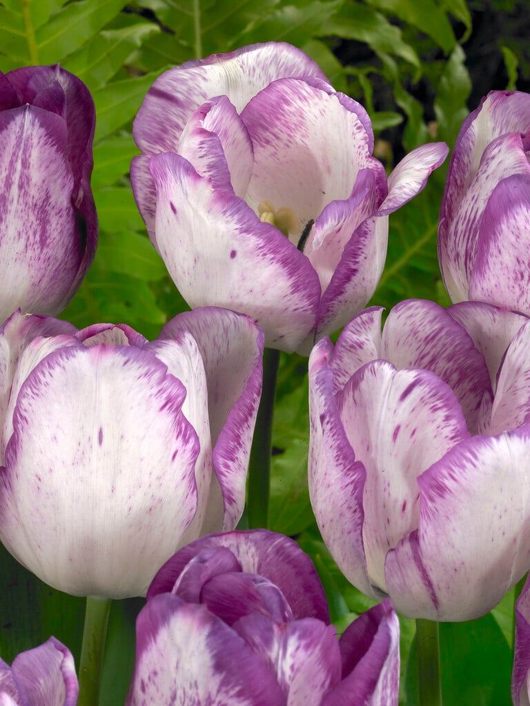 tulip 'Shirley Dream'