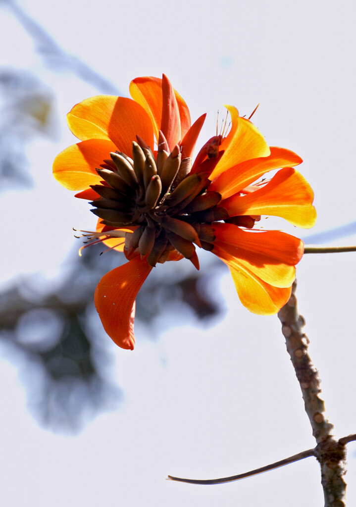 coral tree