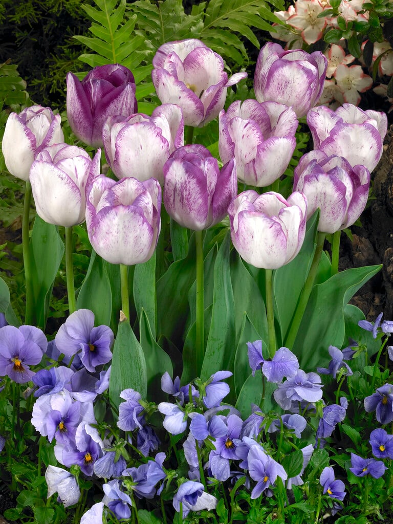 tulip 'Shirley Dream'
