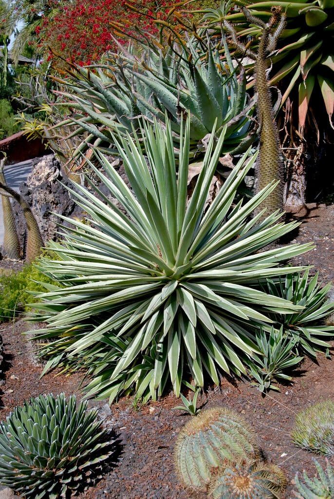 fetid aloe