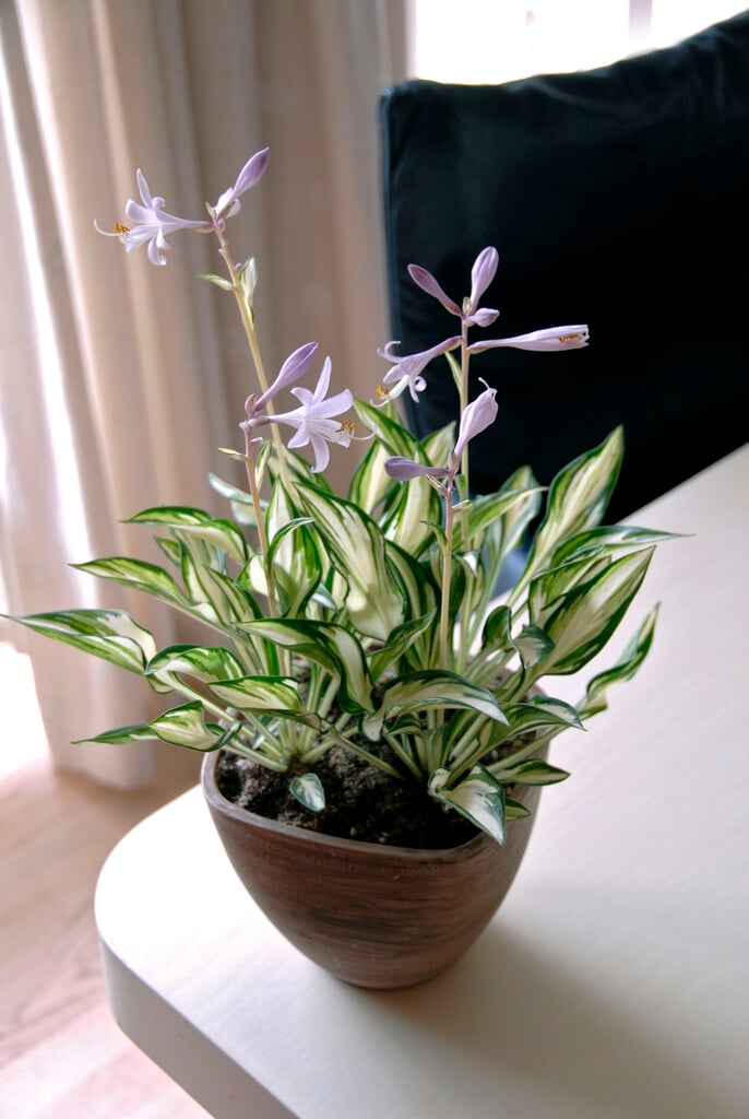 Hosta 'Fireworks' (v)|plantain lily 'Fireworks'/RHS Gardening