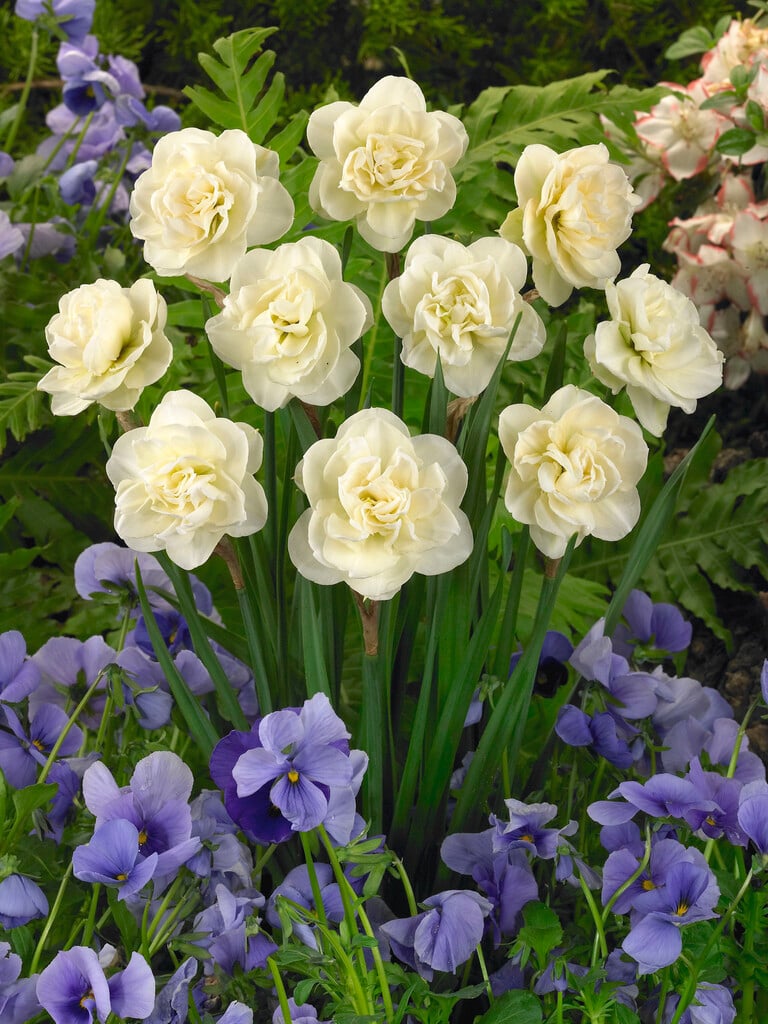daffodil 'Rose of May'