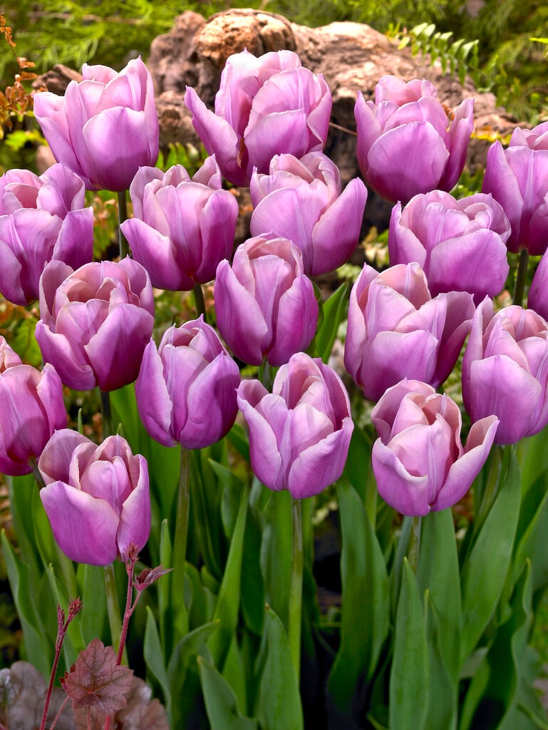 tulip 'Holland Beauty'
