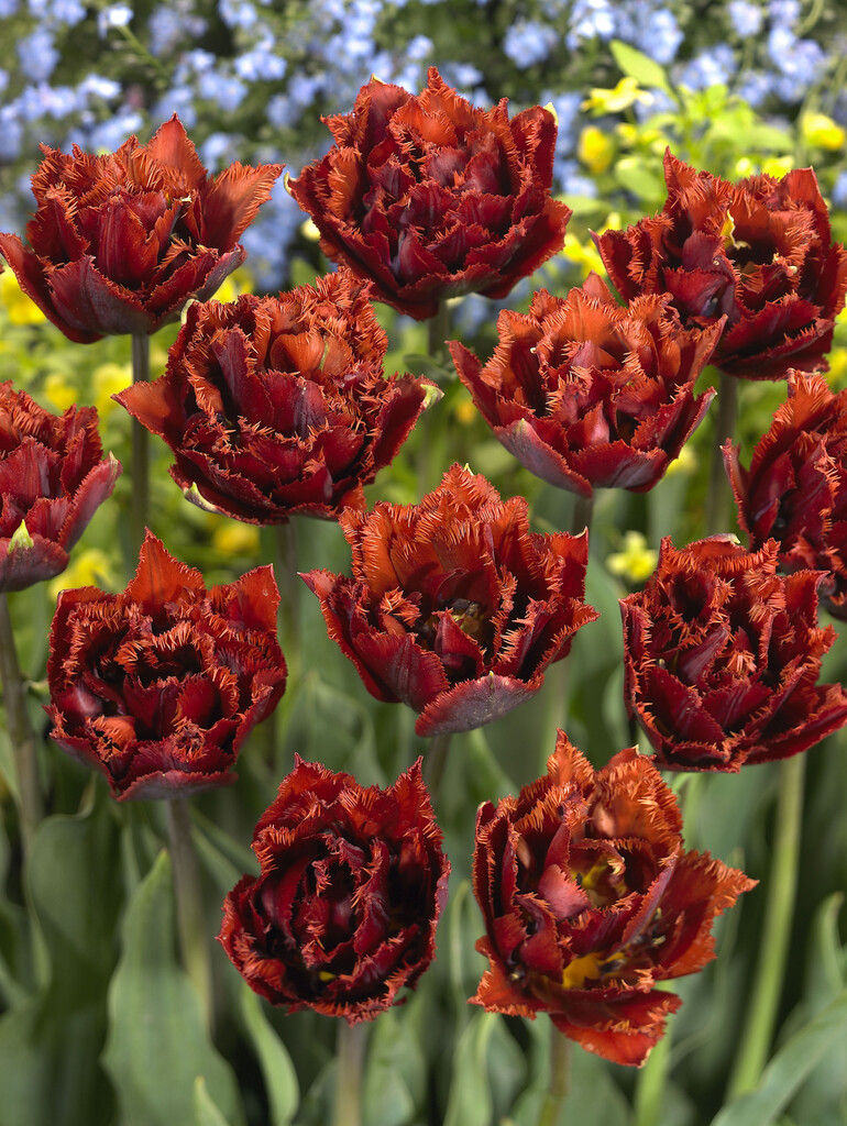 <i>Tulipa</i> 'Maroon' (7)
