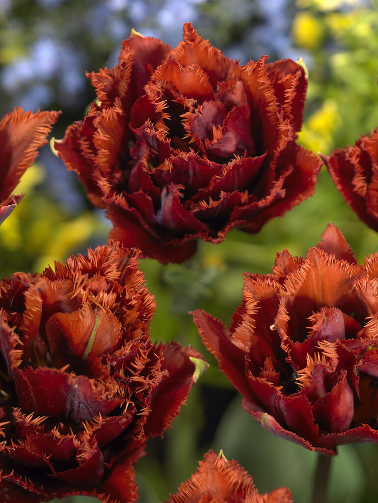 <i>Tulipa</i> 'Maroon' (7)