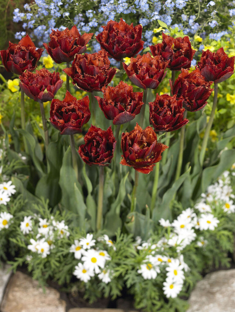 <i>Tulipa</i> 'Maroon' (7)