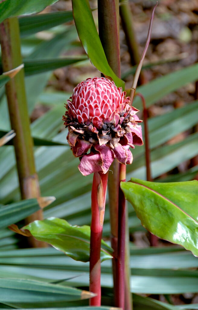 Torch Ginger