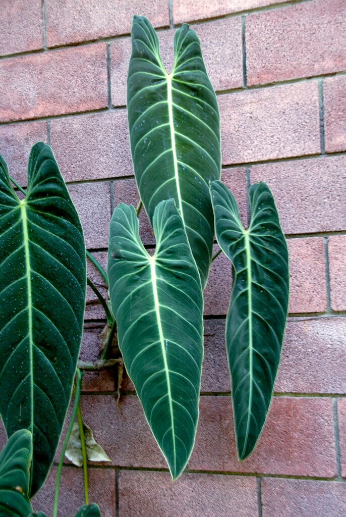 black-gold philodendron