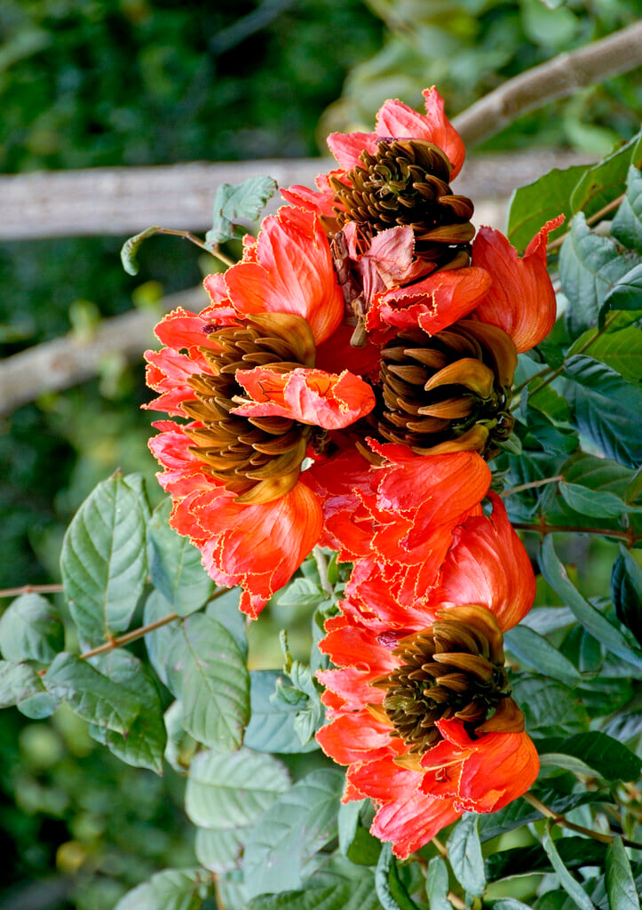 African tulip tree