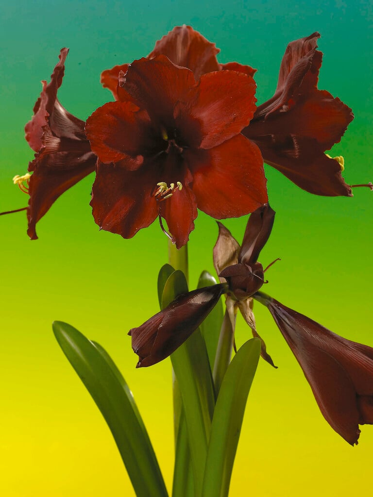 <i>Hippeastrum</i> 'Bordeaux'