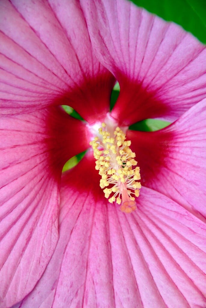 Hibiscus syriacus | rose of Sharon Shrubs/RHS Gardening