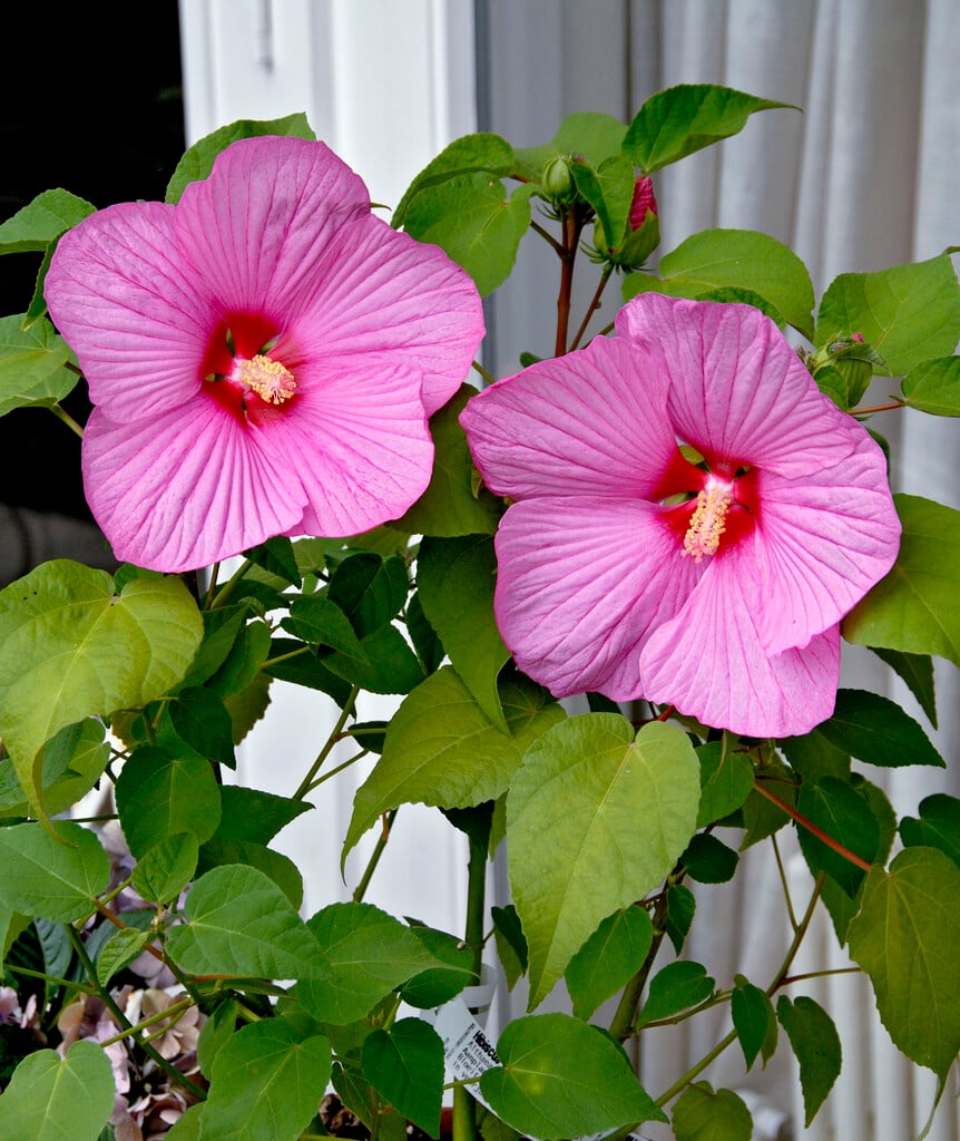 rose of Sharon