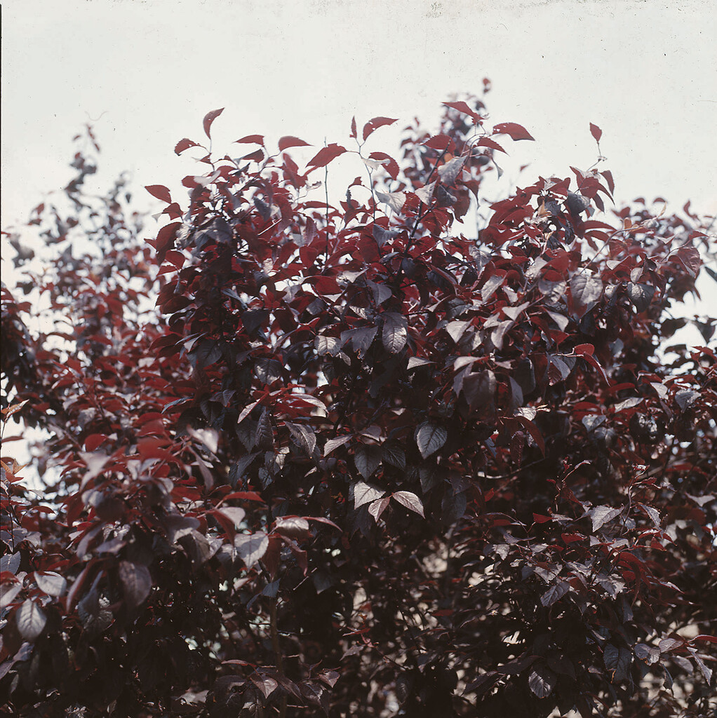 Canadian plum