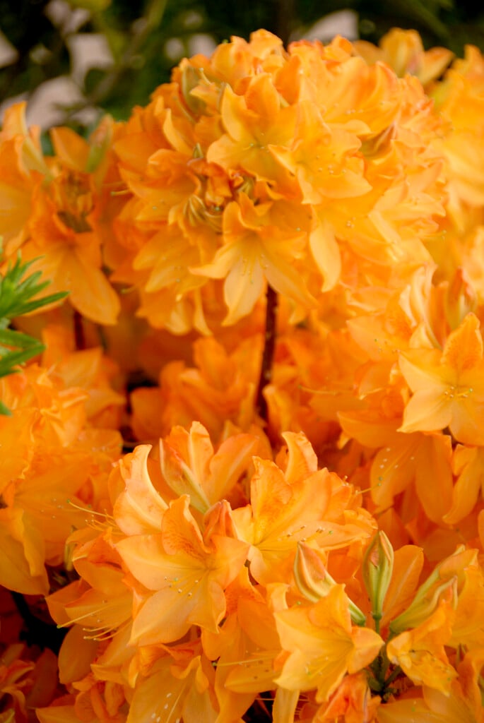 rhododendron 'Koningin Emma'