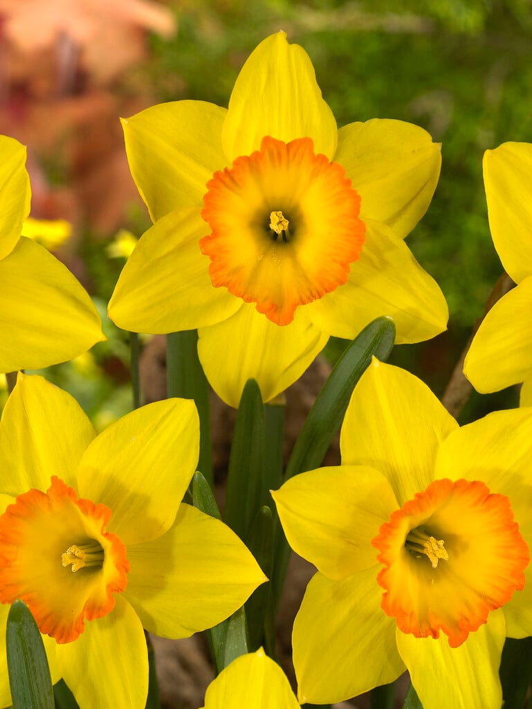 daffodil 'Sacajawea'