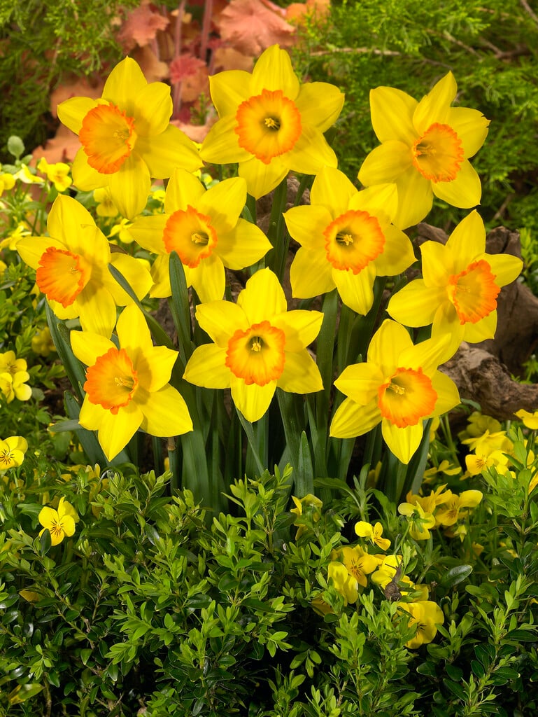 daffodil 'Sacajawea'