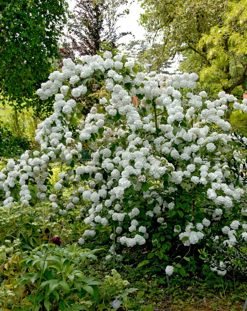 red guelder rose