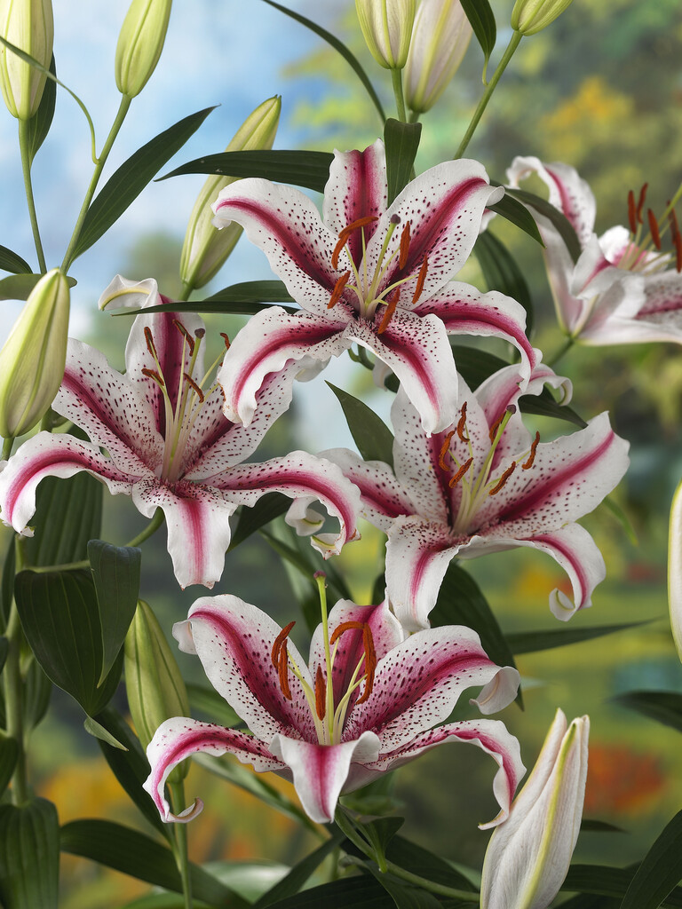 lily 'Dizzy'