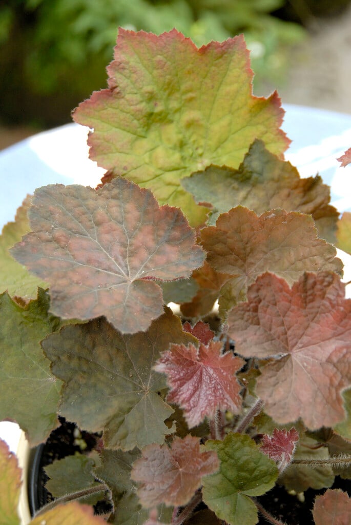 alum root 'Brownies'