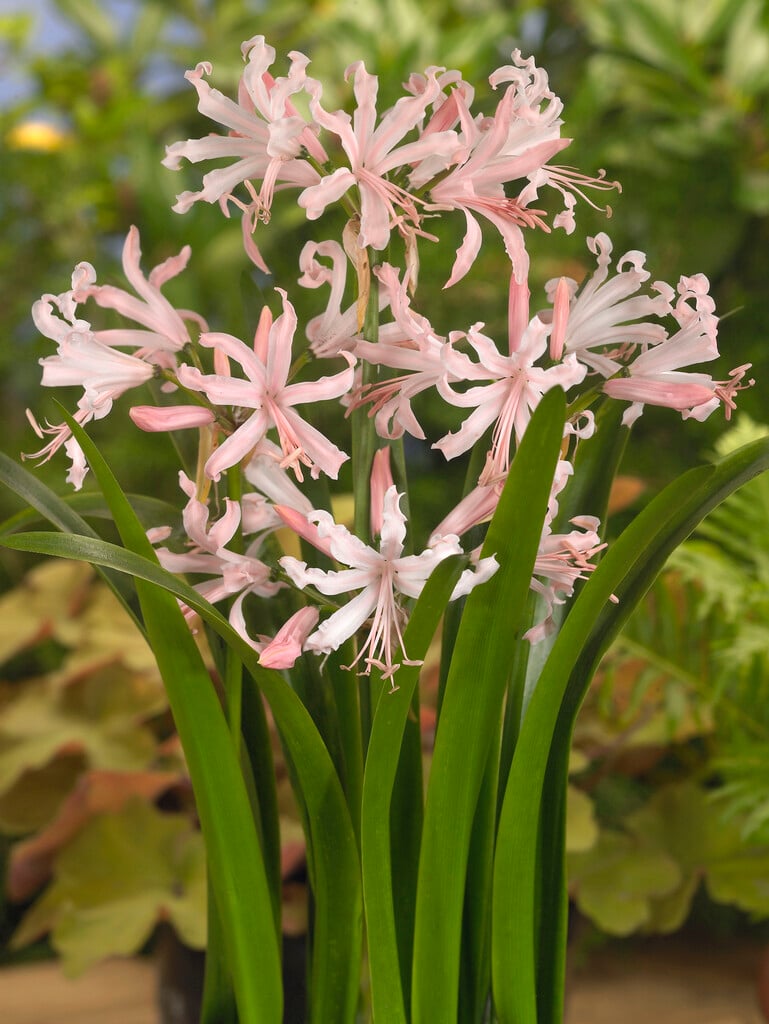 Bowden lily 'Rowie'