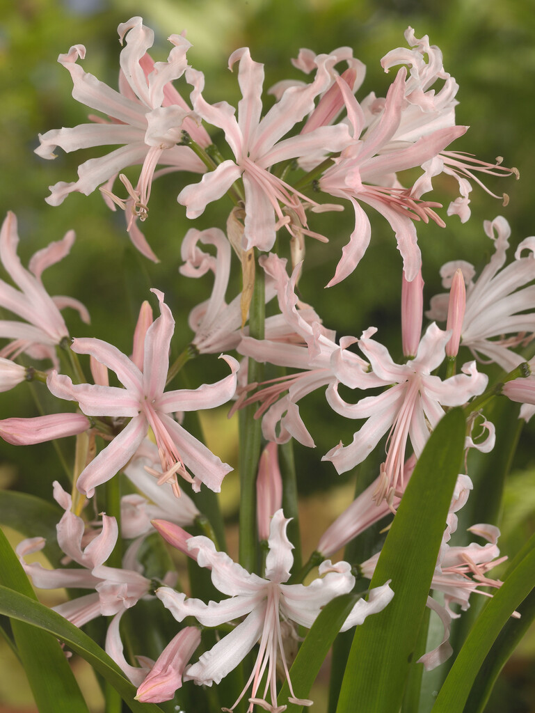 Bowden lily 'Rowie'
